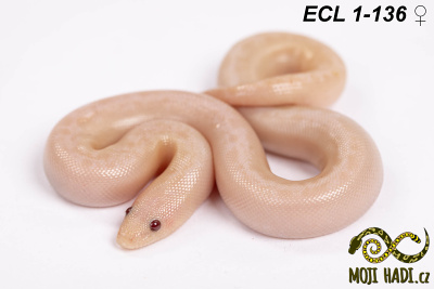 hadi na prodej, mládě, český chov hadů, odchov hadů, mojihadi.cz, Eryx columbrinus loveridgei, hroznýšek pestrý, Kenyan sand boa, striped Snow, Albino, Anery , striped